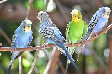 Budgies, parrots & birds for sale in Cornwall – Pet Market Redruth