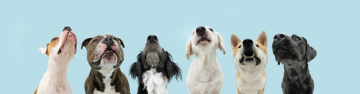 Dogs – pet supplies online at Pet Market