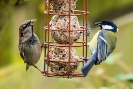 bird suet online pet shop