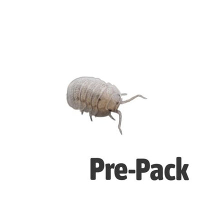 Mini Speckled Isopods Pre-Pack