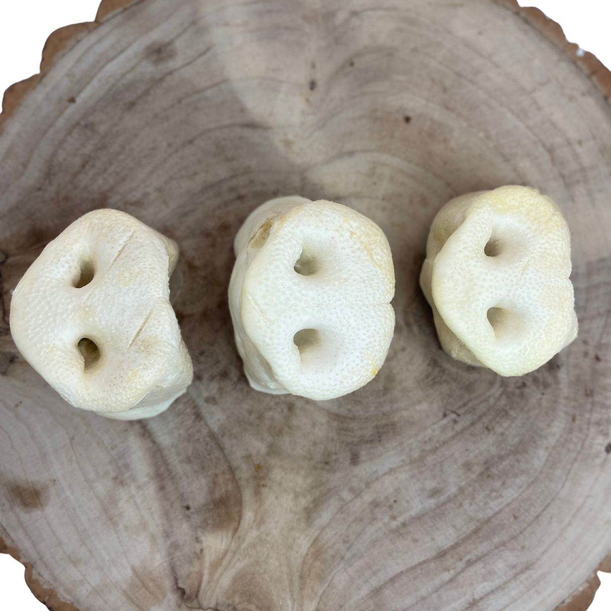 Puffed Pig Snouts XL Dog Treat Nova