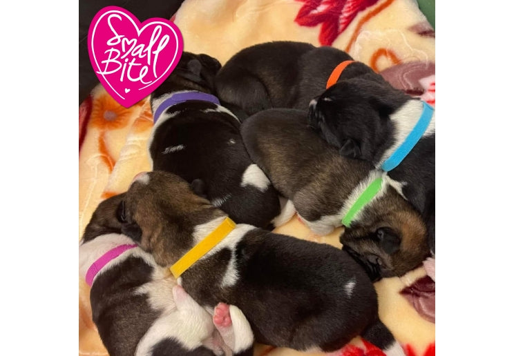 WHELPING COLLAR 10MMX23CM 1X12 Dog accessories Ancol