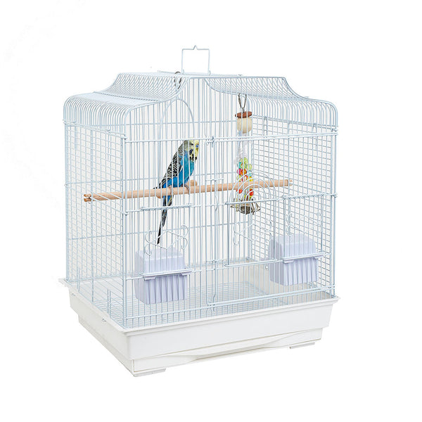 Parrots for Sale in Cornwall: Cage, Food & Starter Checklist