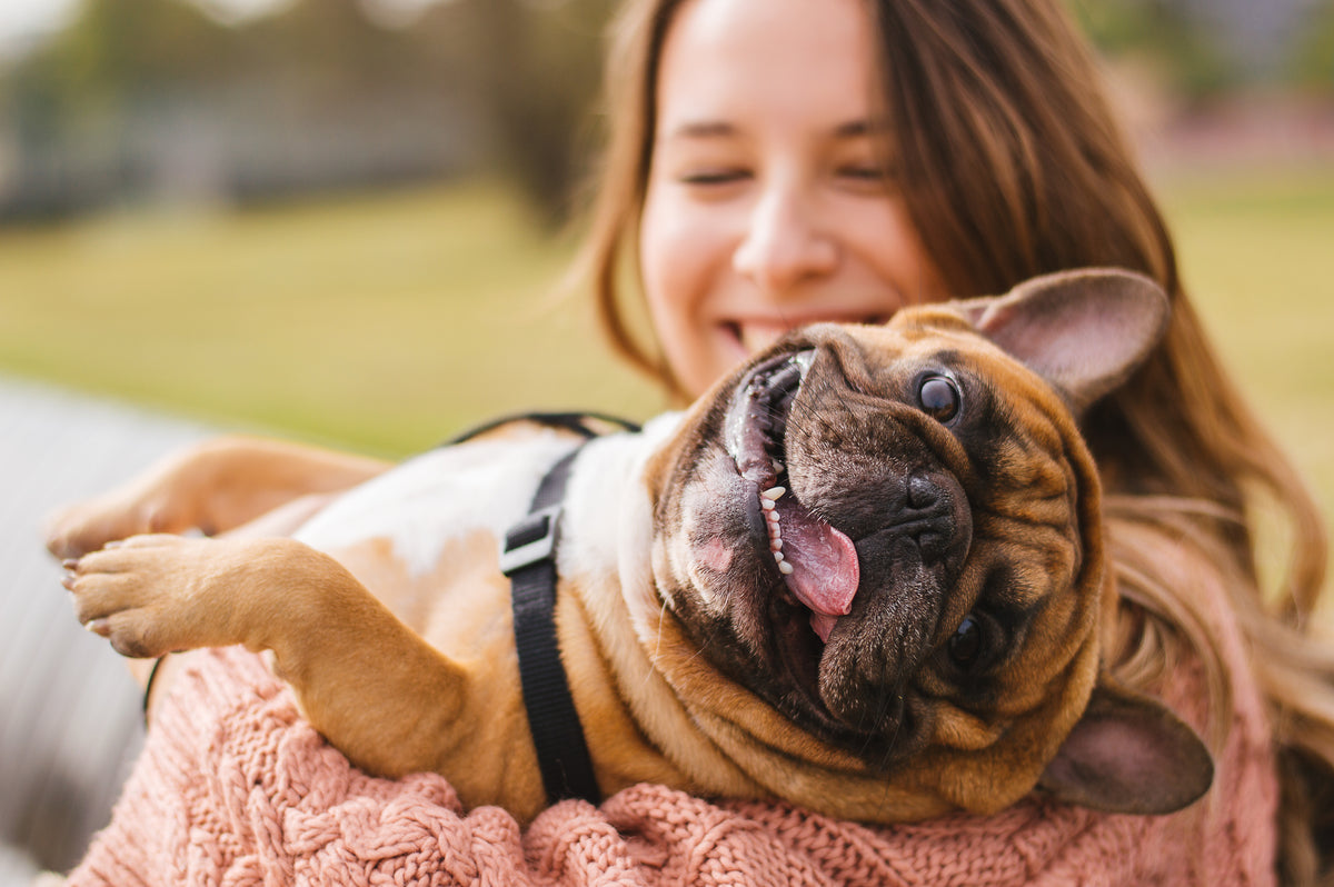The Top Reasons Why Buying Pet Food Online is Pawsitively Brilliant