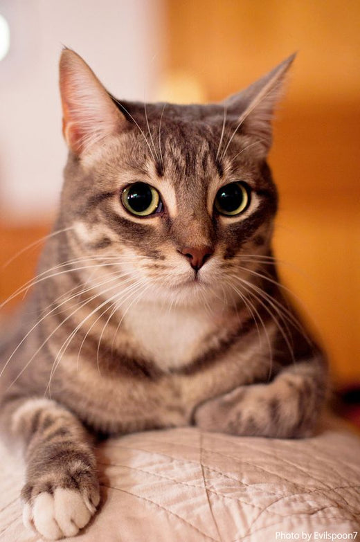 Cats – pet supplies online at Pet Market