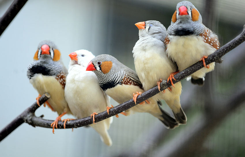 Cage And Aviary
