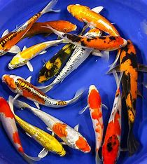 Pond Supplies