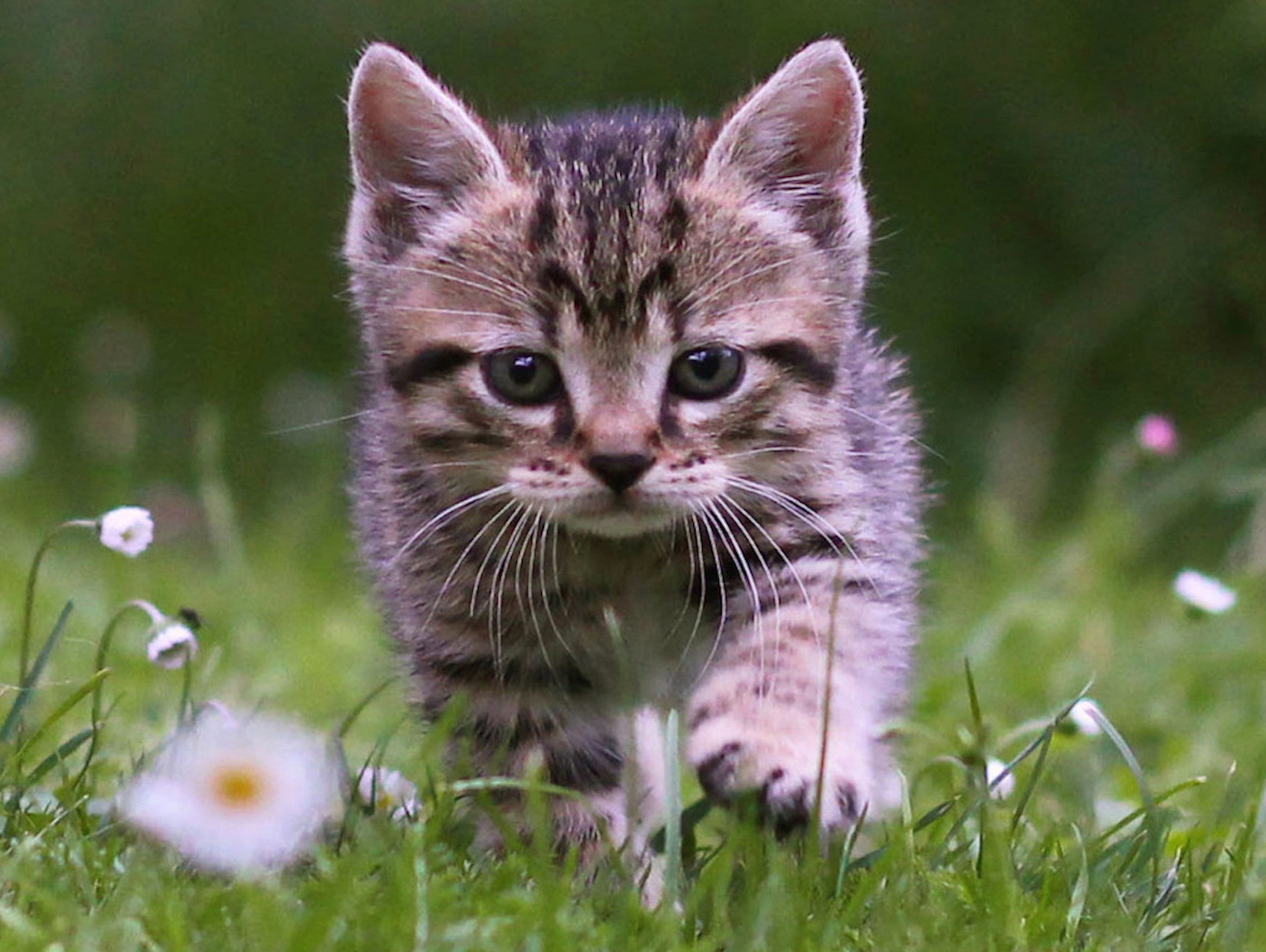 Kitten