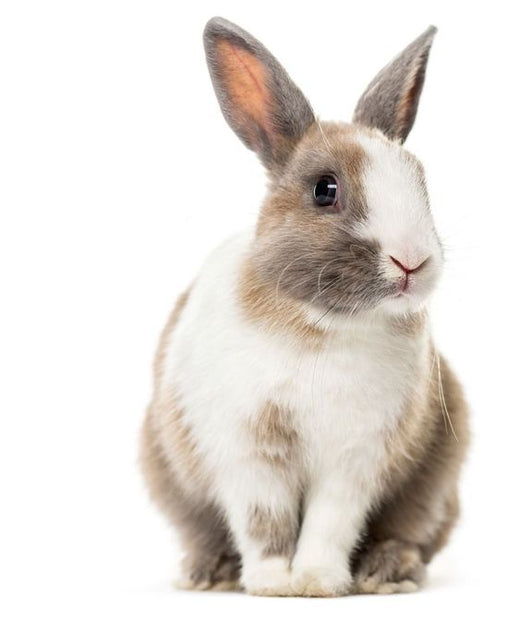 Small animals – pet supplies online at Pet Market