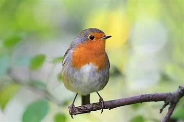 Wild Bird