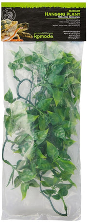 Medium hanging plant Pet Market