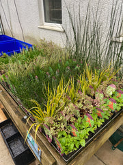 Marginal pond plants (H) Pet Market