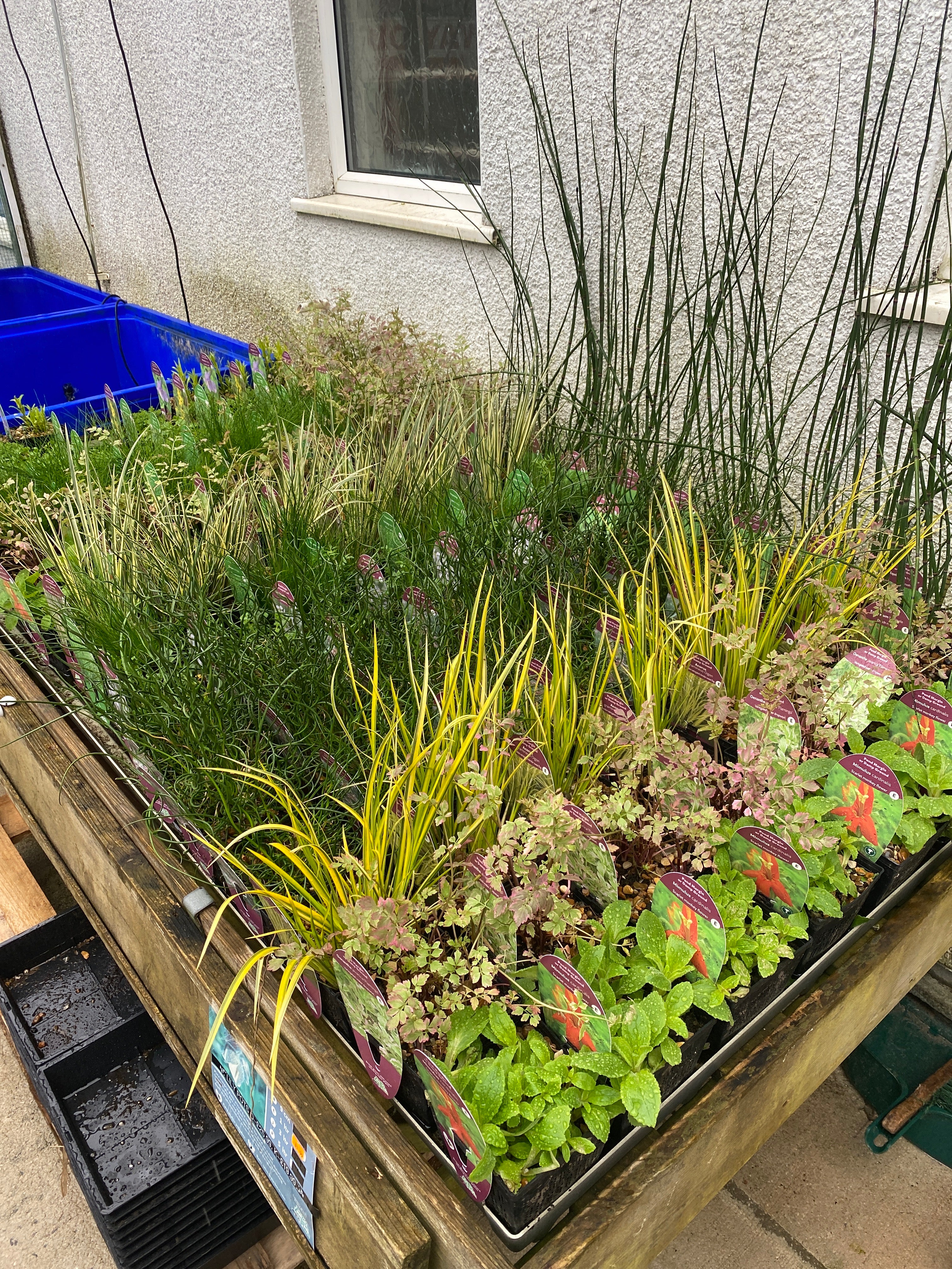 Marginal pond plants (H) Pet Market