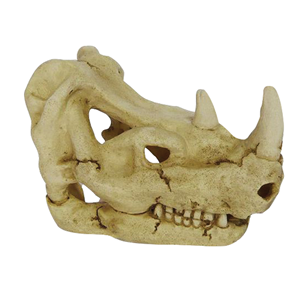 Hugo Rhino Skull Pet Market