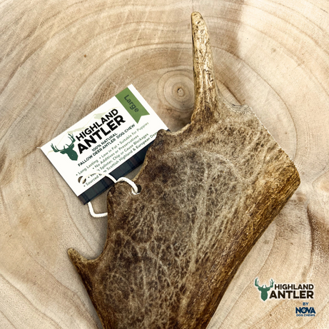 Fallow Deer Antler Nova Large