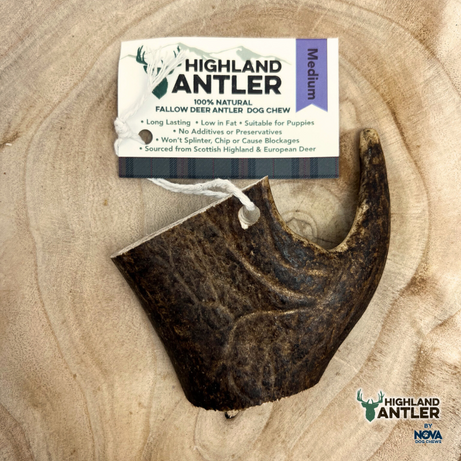 Fallow Deer Antler Nova Medium