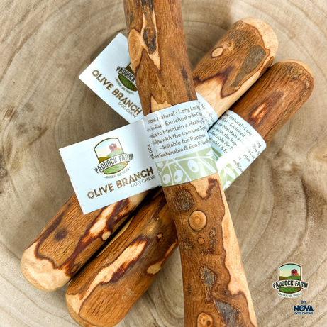 Olive branch Nova Large