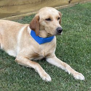 Cooling Collar Medium Pet Market
