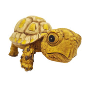 Betta Baby Turtle Pet Market