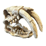 Betta Tusks Skull Pet Market