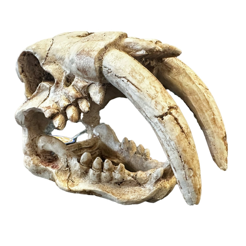 Betta Tusks Skull Pet Market