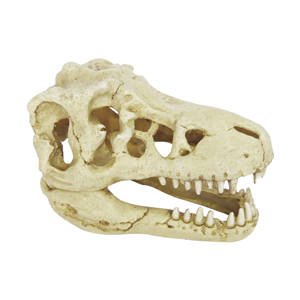 Hugo Dinosaur Skull Pet Market