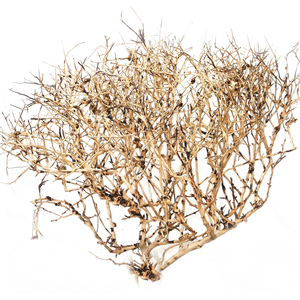 Ramous Wood 20-30cm Pet Market