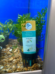 Bolbitus Aquarium Plant Pet Market