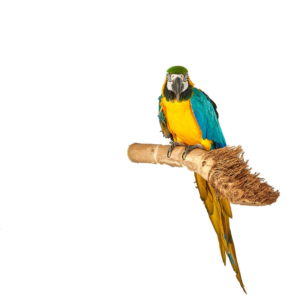 Bamboo Perch Large