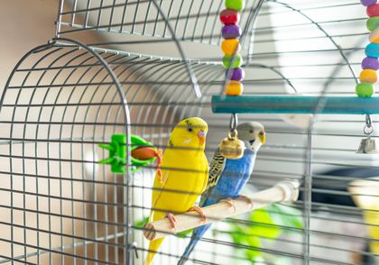 Bird Caged Pet Shop Online