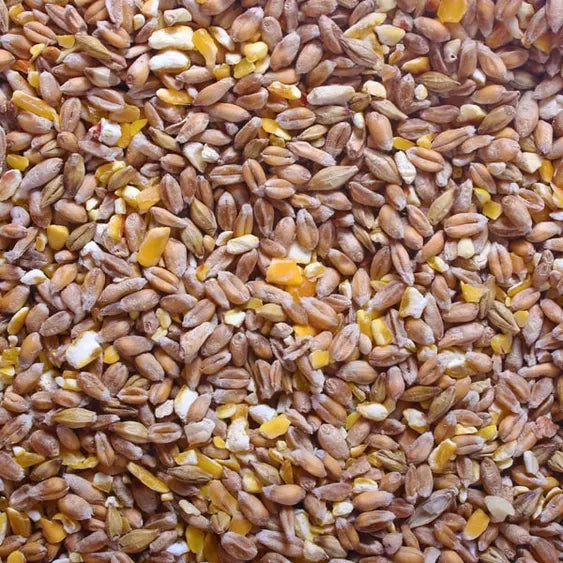 Bird Poultry Online Pet Shop