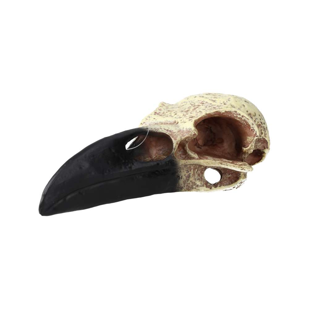 PR Corvid Skull 15.5×6.5×5.5cm DPS085 Pet Market