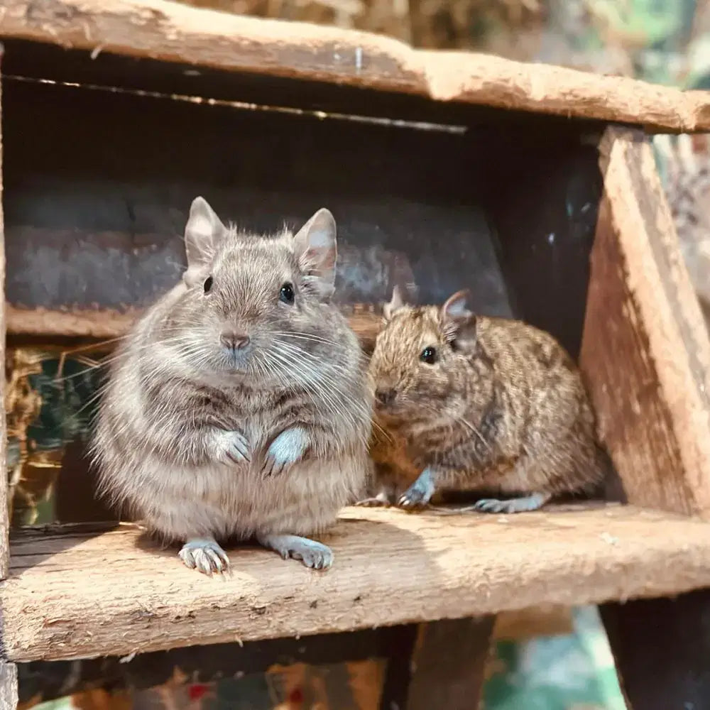 Pet Market