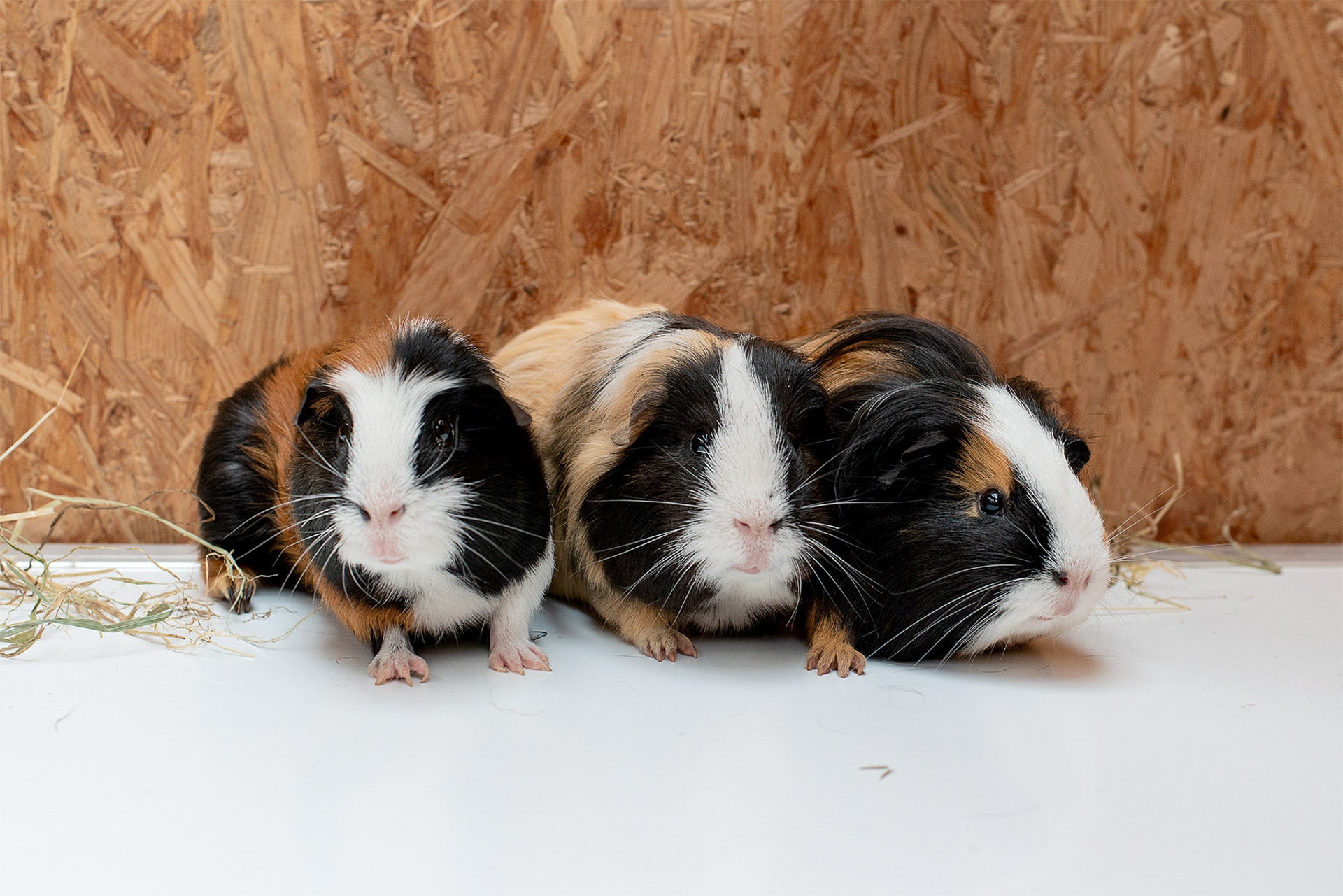 Pet Market