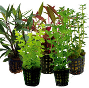 Live Aquarium Plants Pet Market