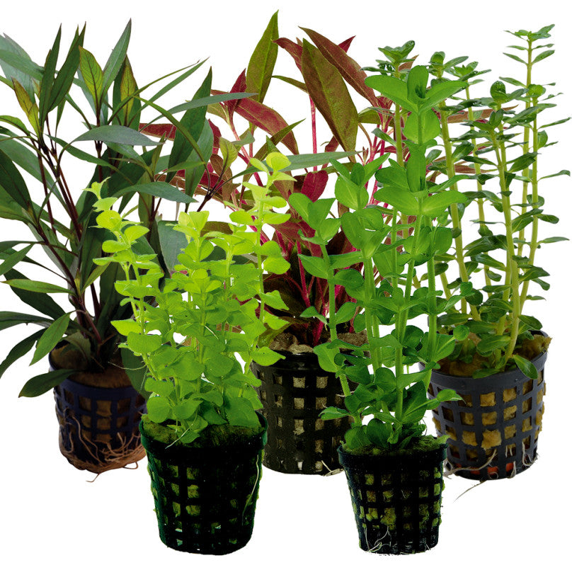 Live Aquarium Plants Pet Market