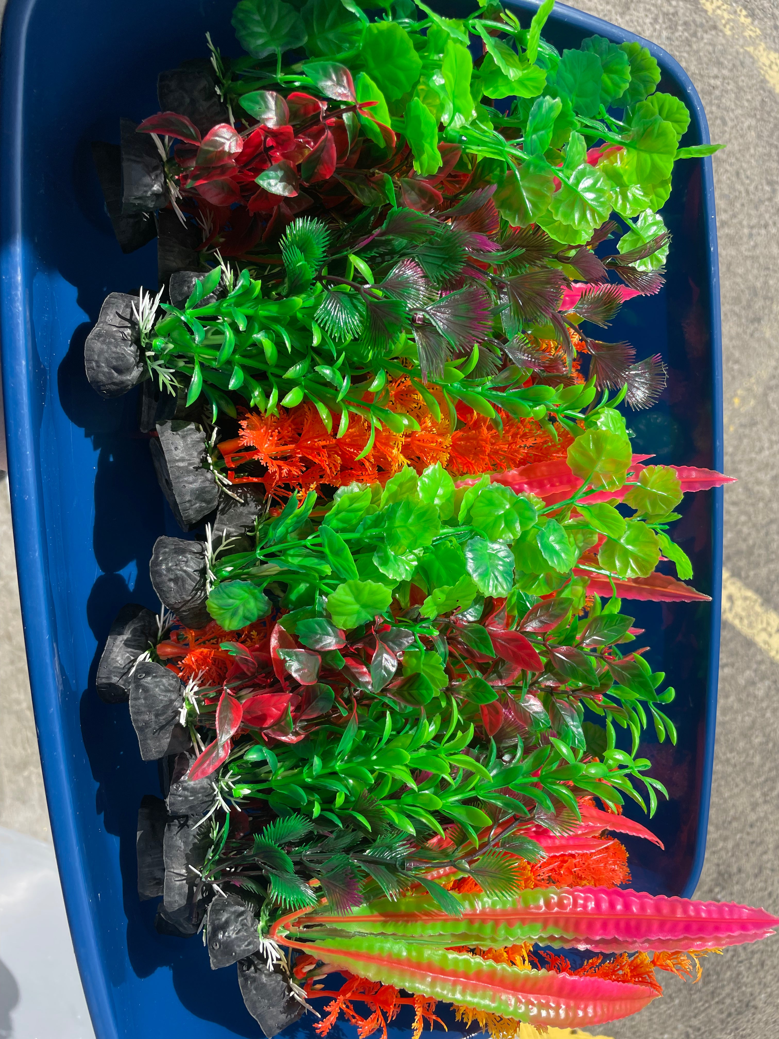 Assorted fish tank plants the Pet MARKET Medium
