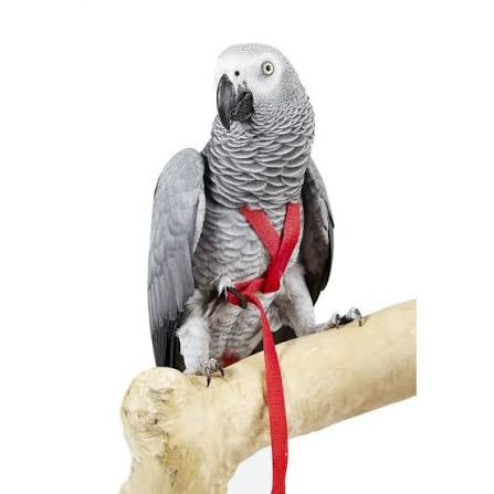 Adventure harness for large birds Pet Market