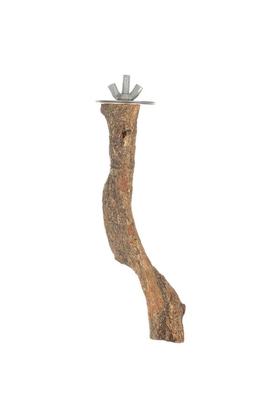 Jungle vine perch small Pet Market