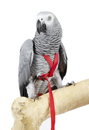 Adventure harness for birds large Pet Market