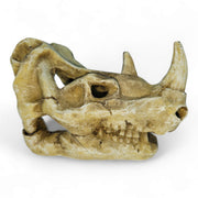 Betta Rhino Skull
