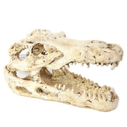 Betta Mini Croc’s Head