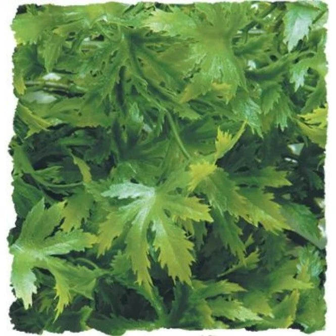 Zoomed Naturalistic Flora - Cannabis Plant