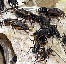 Brown House Cricket Pre-pack. Micro Live Food Pet Market