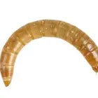 Mealworms Pre-Pack Live Food Pet Market