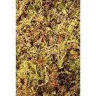 Natural moss 50g Pet Market
