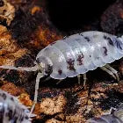 Dairy Cow isopods Pre-Pack Live Food Pet Market