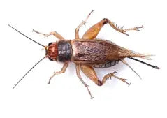 Silent Crickets pre-pack, Micro Pet Market