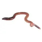 Giant Lob Worms (Lumbricus) prepack 10 Live Food Pet Market