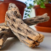 Cholla Wood the Pet MARKET